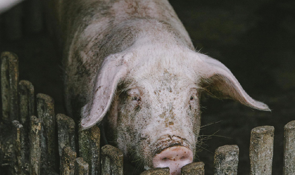 男子下河电鱼致人触电身亡获刑一年