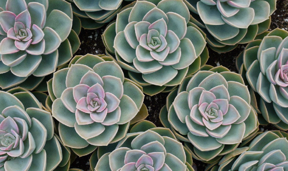 库尔德工人党宣布从土耳其撤出