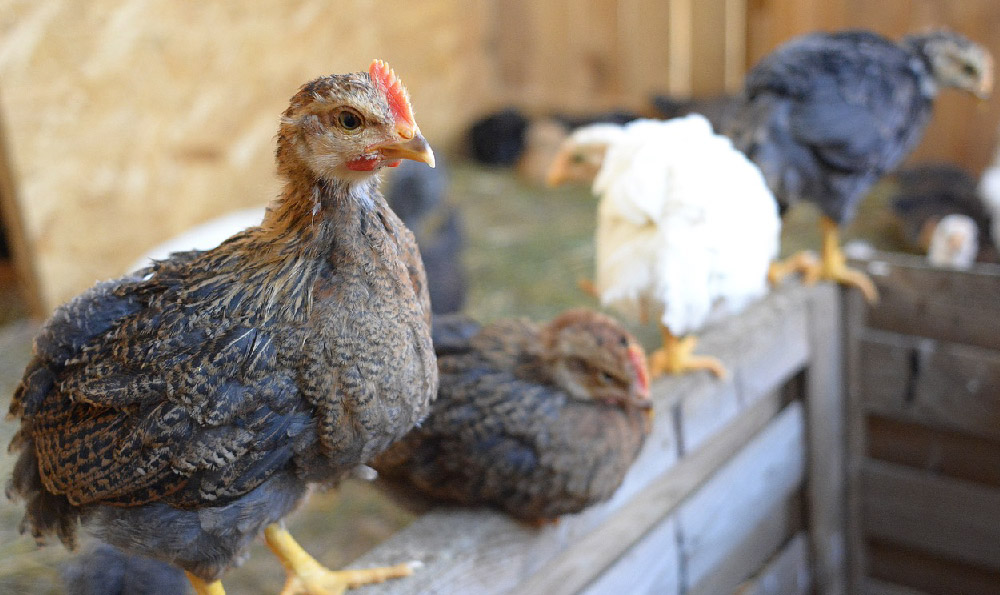 四中全会公报:推进祖国统一大业