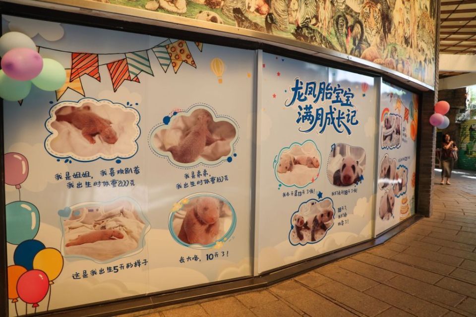 龍鳳胎眼睛差距有多大 龍鳳胎眼睛差距有多大