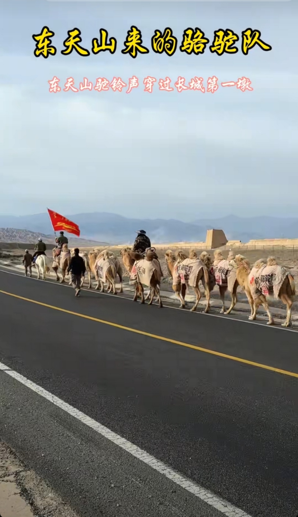 新疆20多人骑骆驼去洛阳已走60多天 新疆20多人骑骆驼去洛阳已走60多天