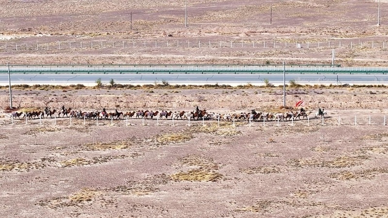 新疆20多人骑骆驼去洛阳已走60多天 新疆20多人骑骆驼去洛阳已走60多天