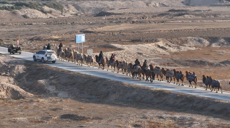 新疆20多人骑骆驼去洛阳已走60多天 新疆20多人骑骆驼去洛阳已走60多天