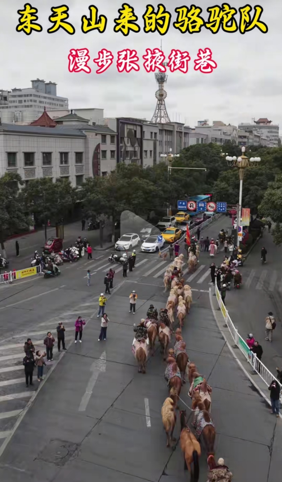 新疆20多人骑骆驼去洛阳已走60多天 新疆20多人骑骆驼去洛阳已走60多天