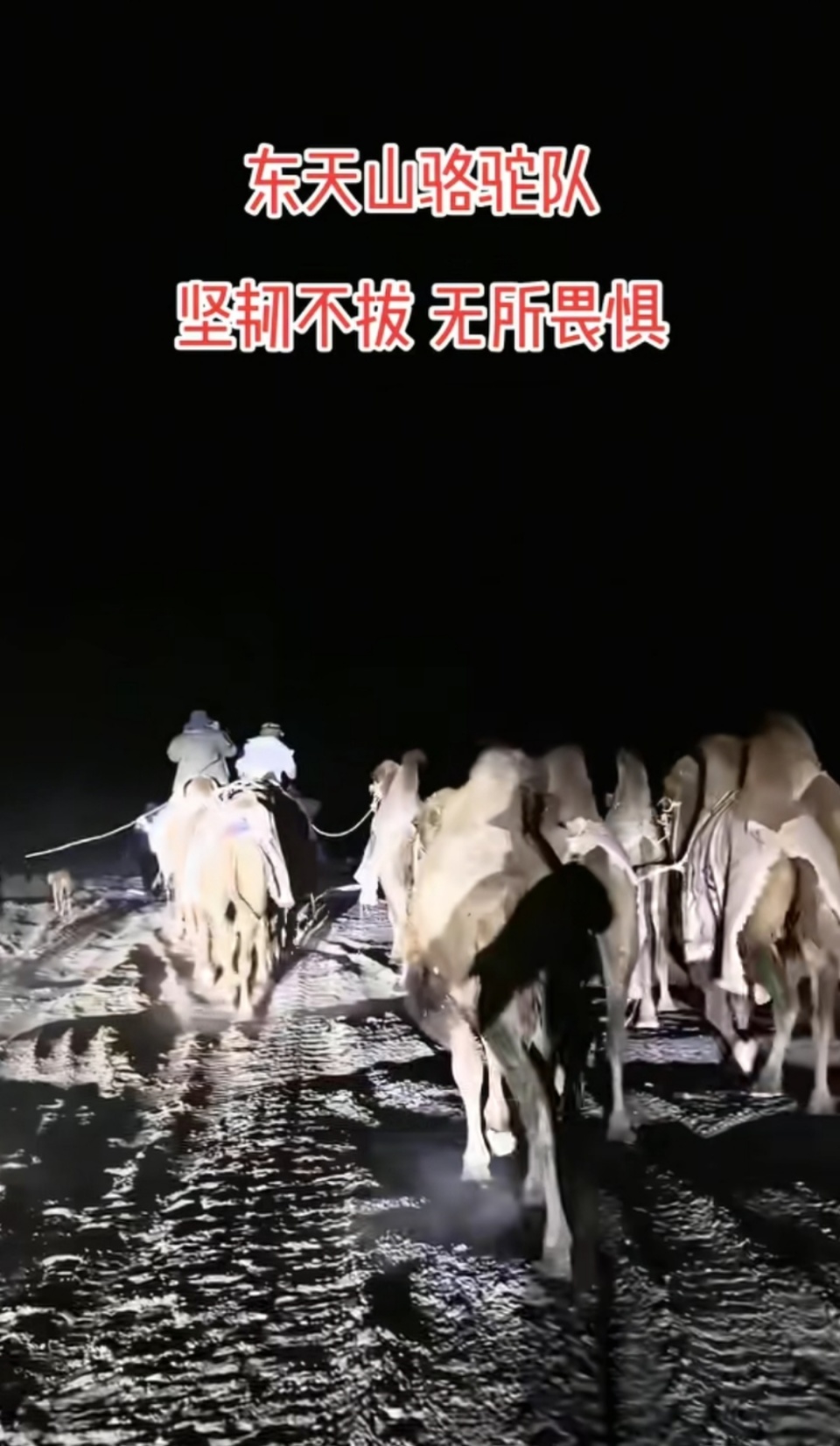 新疆20多人骑骆驼去洛阳已走60多天 新疆20多人骑骆驼去洛阳已走60多天