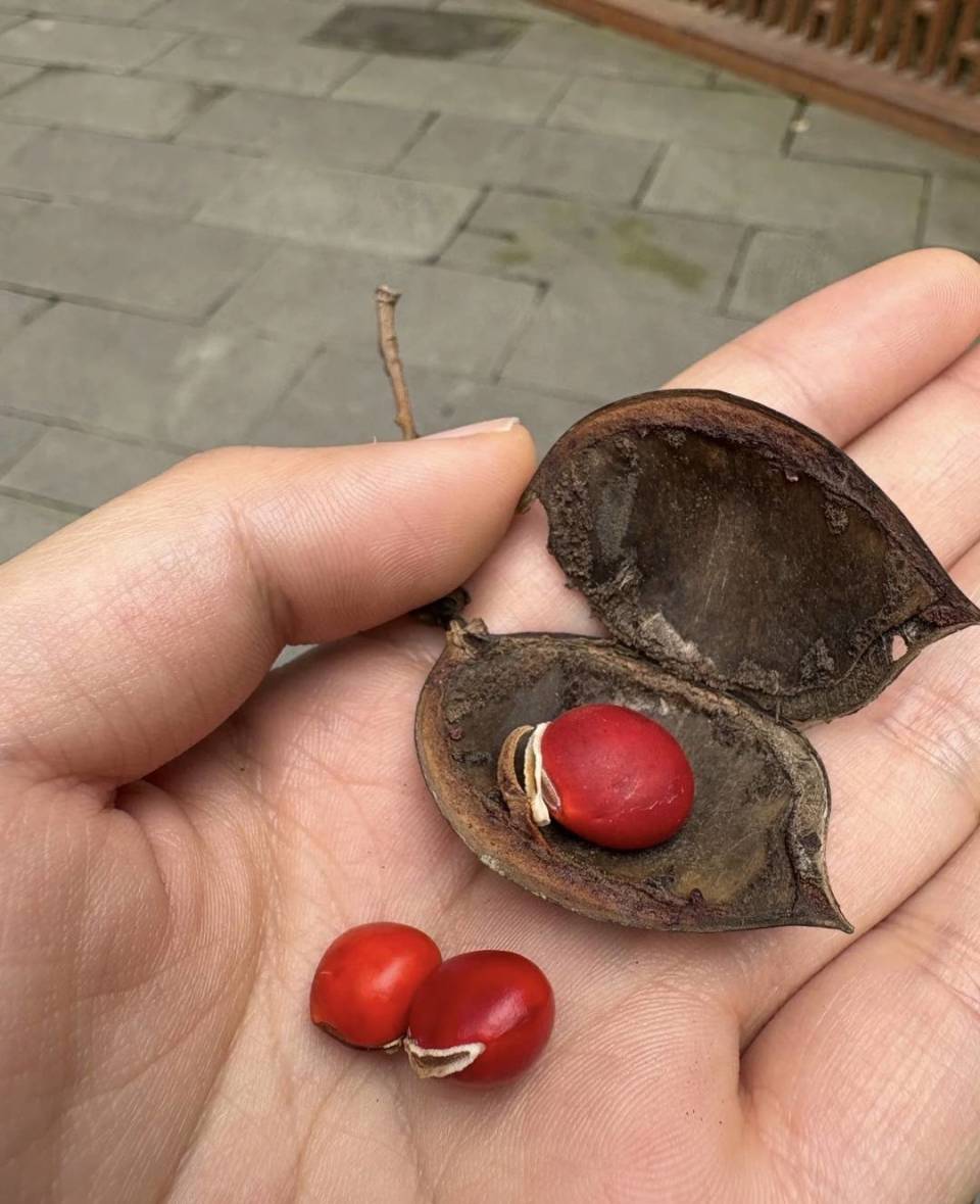 公园捡的“红豆”千万不要吃