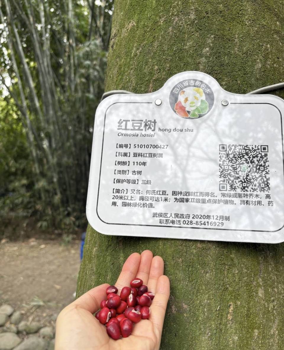 公园捡的“红豆”千万不要吃