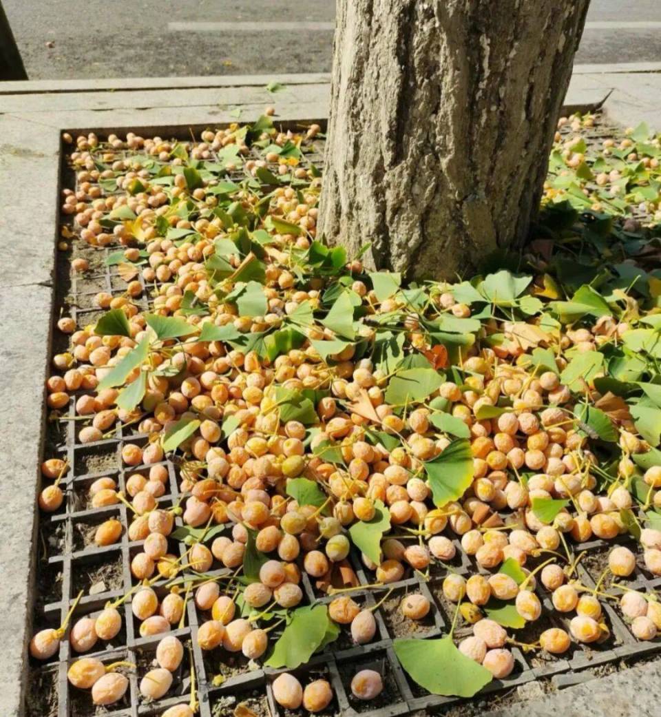街头掉落的银杏果别随便吃 街头掉落的银杏果别随便吃