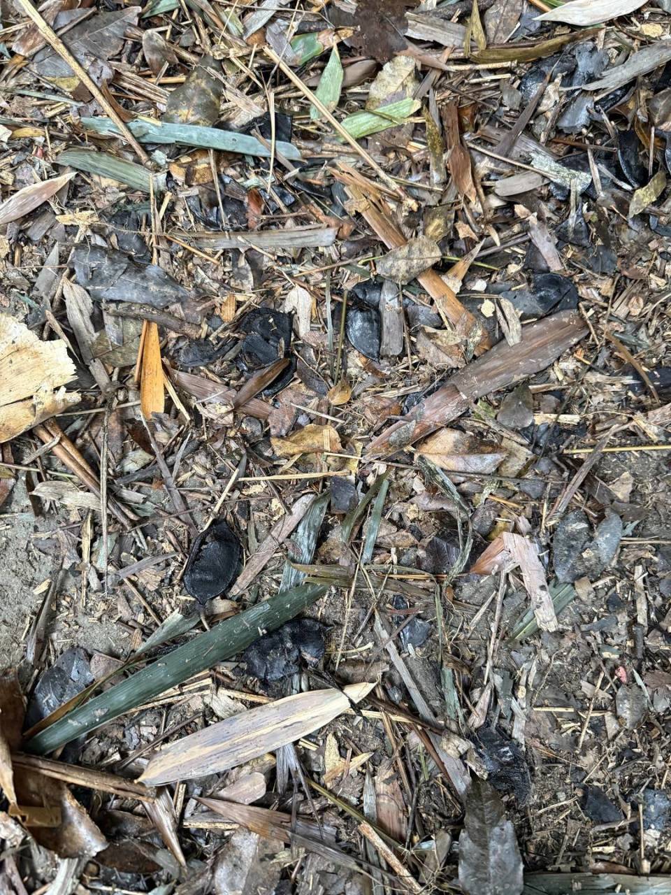 公园捡的“红豆”千万不要吃