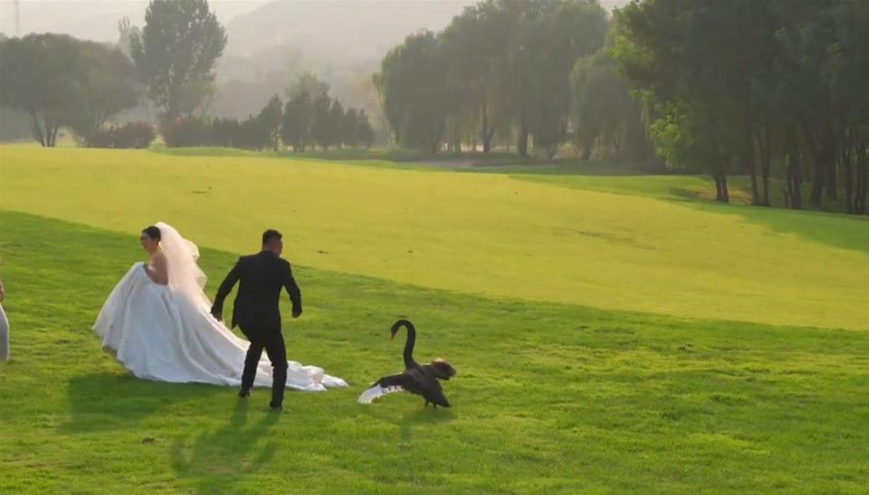 新人拍婚纱照遭遇“黑天鹅抢新娘” 新人拍婚纱照遭遇“黑天鹅抢新娘”