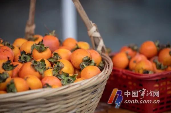 女子连吃好几个柿子致肠梗阻 女子连吃好几个柿子致肠梗阻