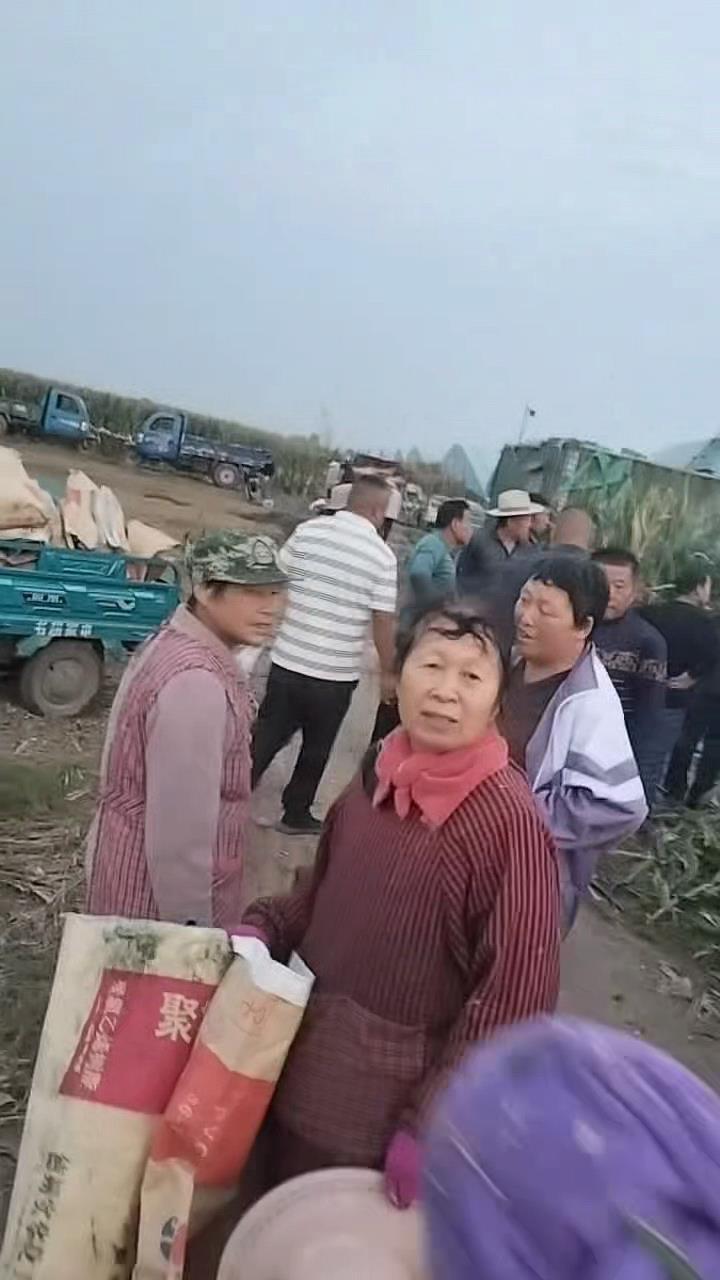 农民突发脑溢血上百村民帮忙收玉米 农民突发脑溢血上百村民帮忙收玉米