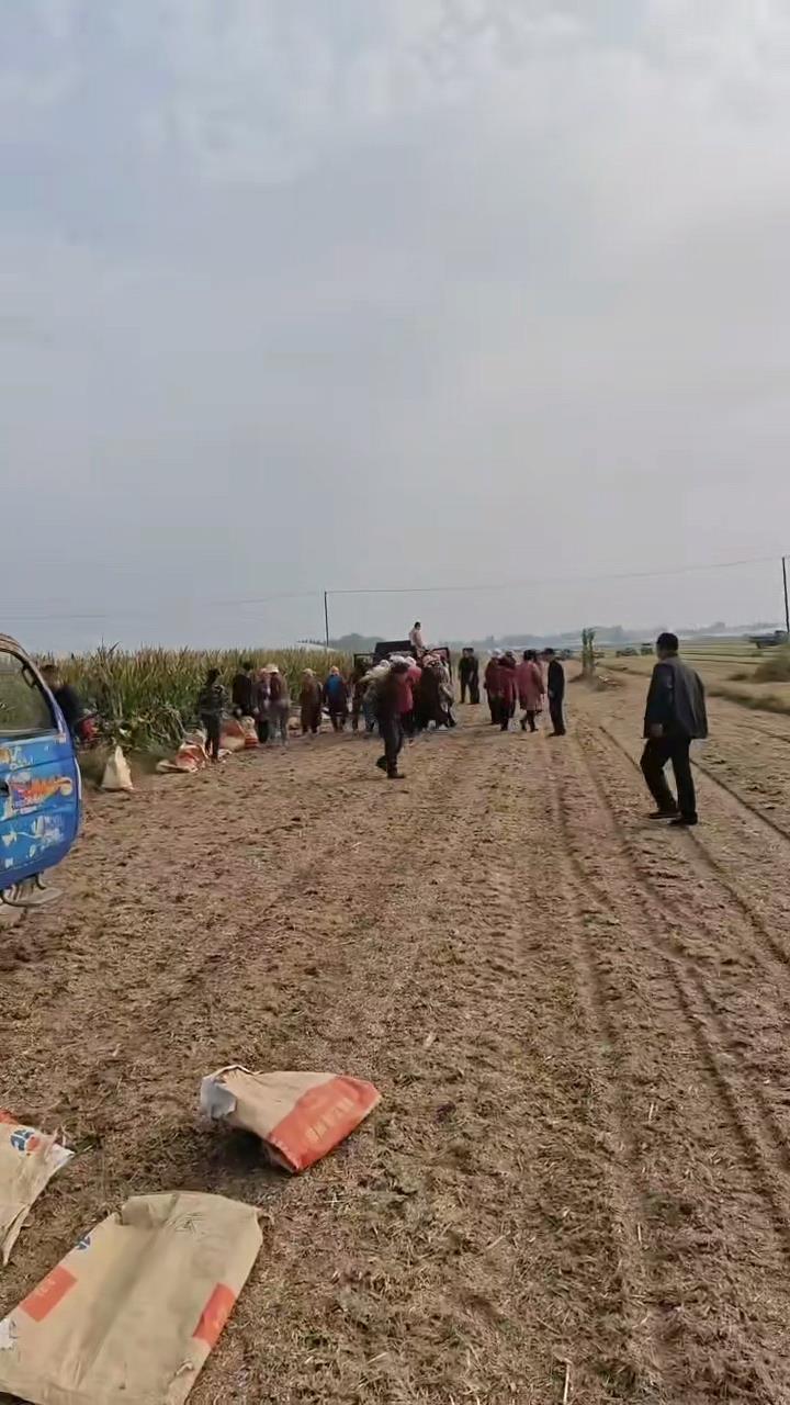 农民突发脑溢血上百村民帮忙收玉米