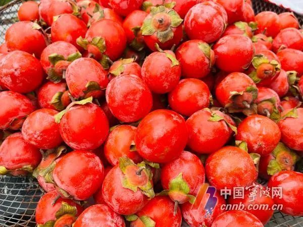 女子连吃好几个柿子致肠梗阻 女子连吃好几个柿子致肠梗阻