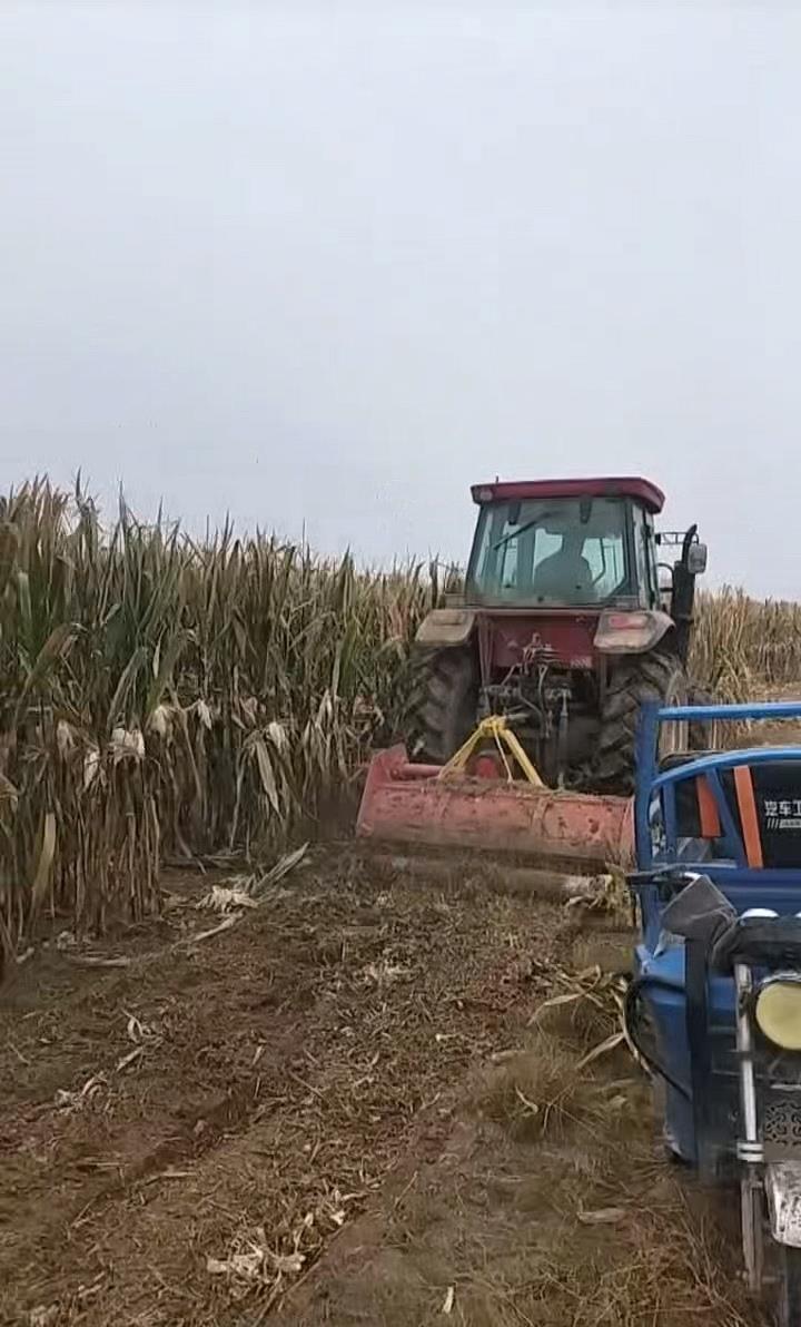 农民突发脑溢血上百村民帮忙收玉米 农民突发脑溢血上百村民帮忙收玉米