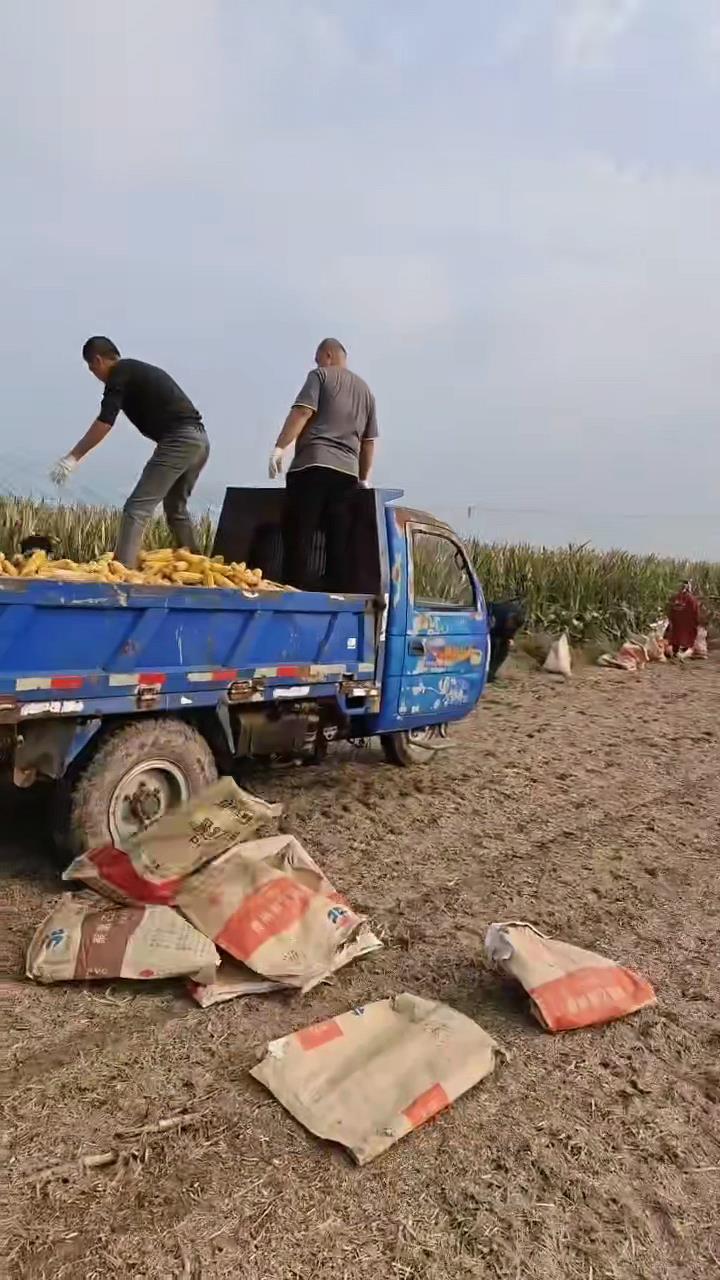 农民突发脑溢血上百村民帮忙收玉米 农民突发脑溢血上百村民帮忙收玉米