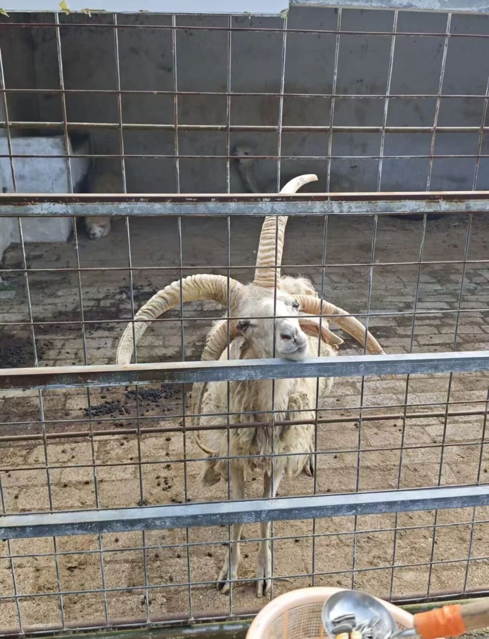 深山动物园请网友不要打钱了 深山动物园请网友不要打钱了