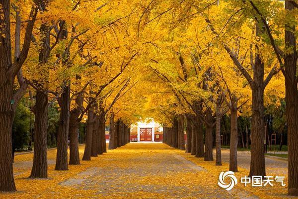 错过再等1年!全国银杏观赏地图来了 错过再等1年!全国银杏观赏地图来了