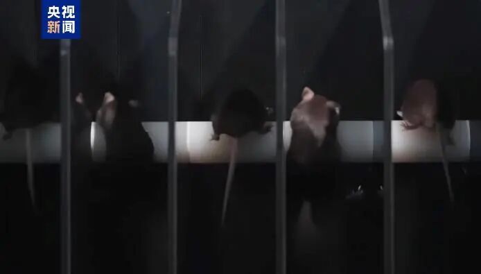 这次神舟发射有哪些“之最” 这次神舟发射有哪些“之最”