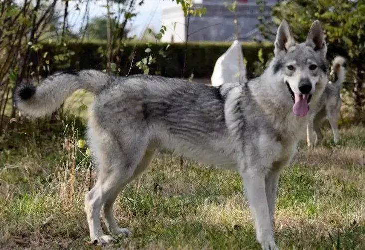 双鸭山尖山区回应“野狼出现”传闻