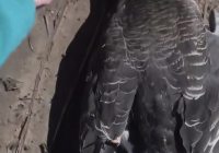 无人机低飞观鸟撞死大雁民警回应