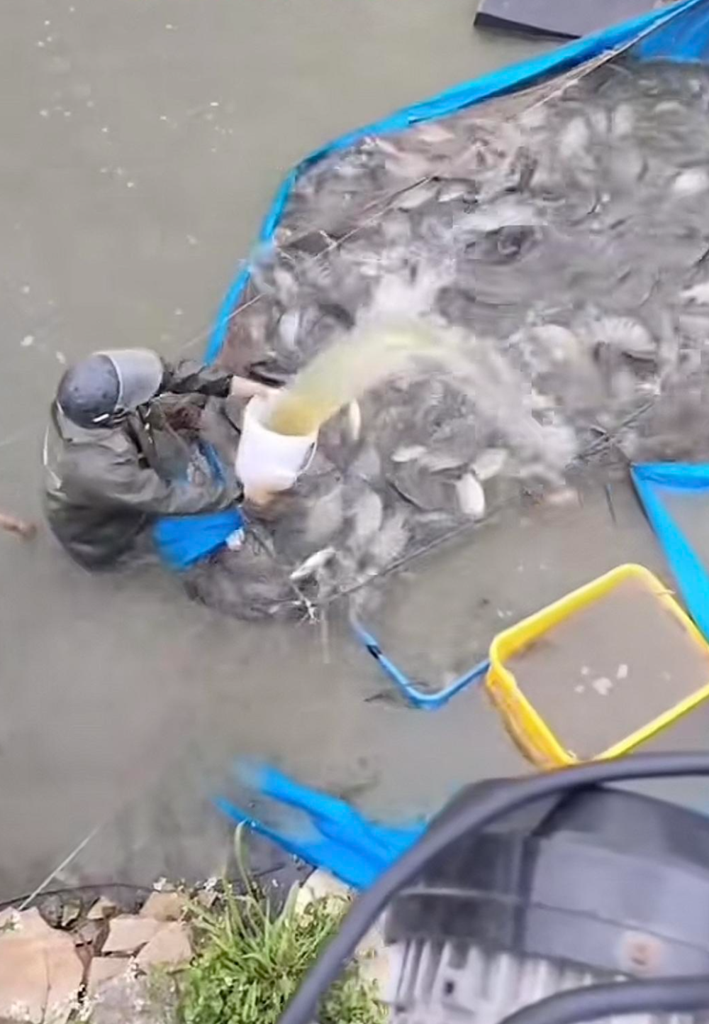 水产市场“麻醉鱼”调查