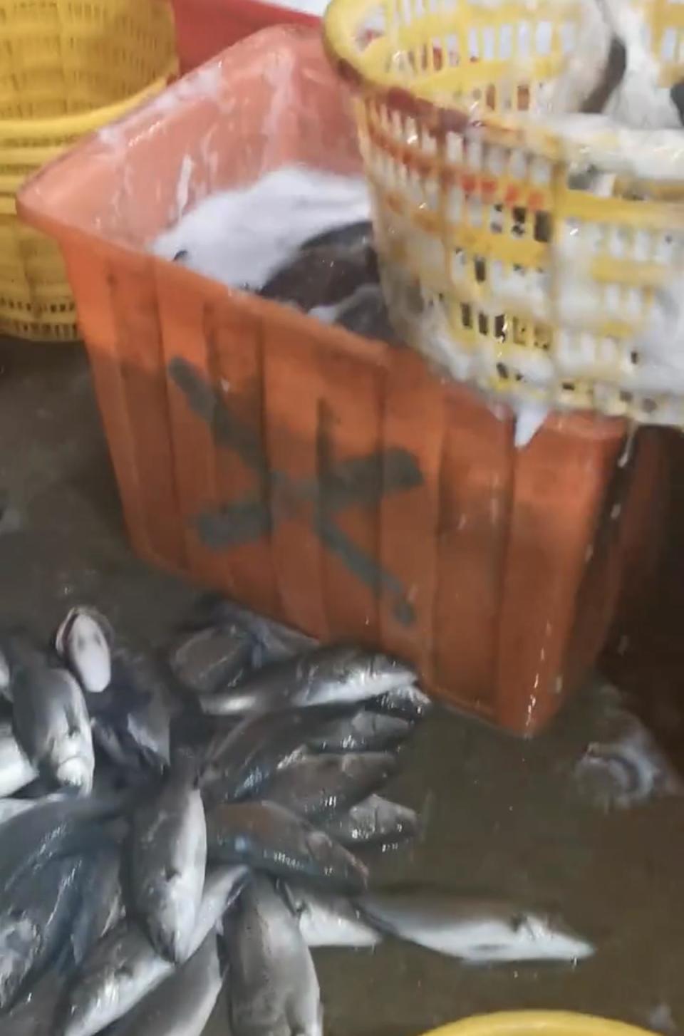 水产市场“麻醉鱼”调查