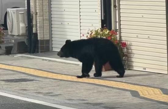 日本报纸配送员备爆竹防熊袭