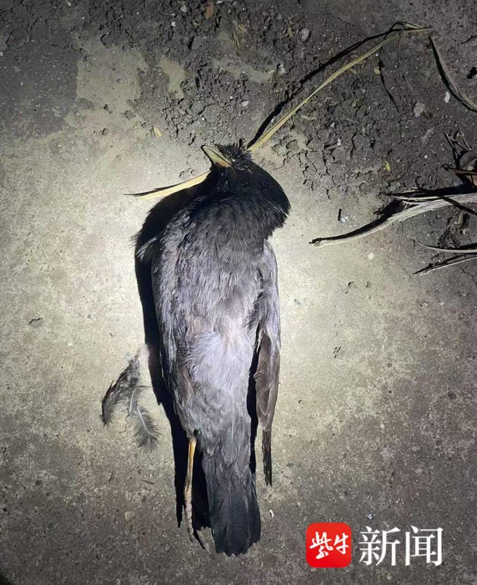 男子每天下班弹弓打鸟涉刑事犯罪