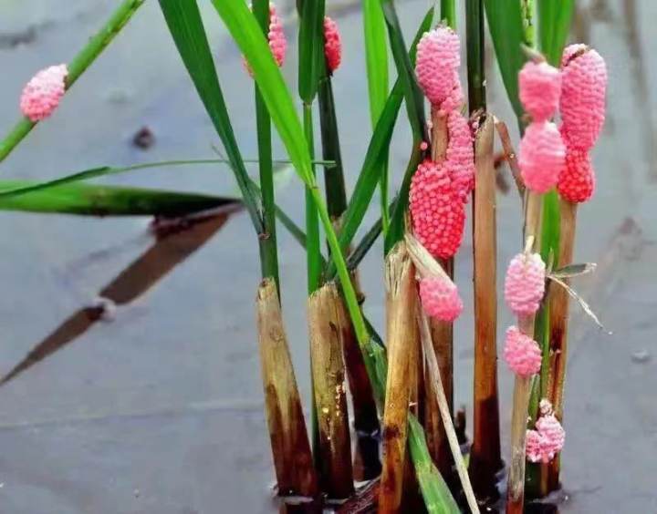 鸭子大军下地成“开荒冠军”