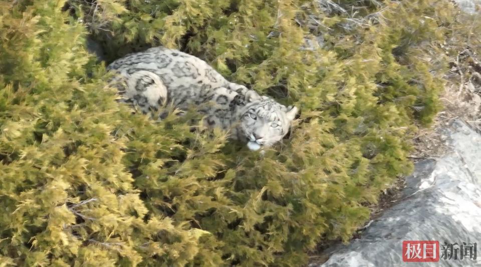 新疆民警记录雪豹狩猎北山羊全过程