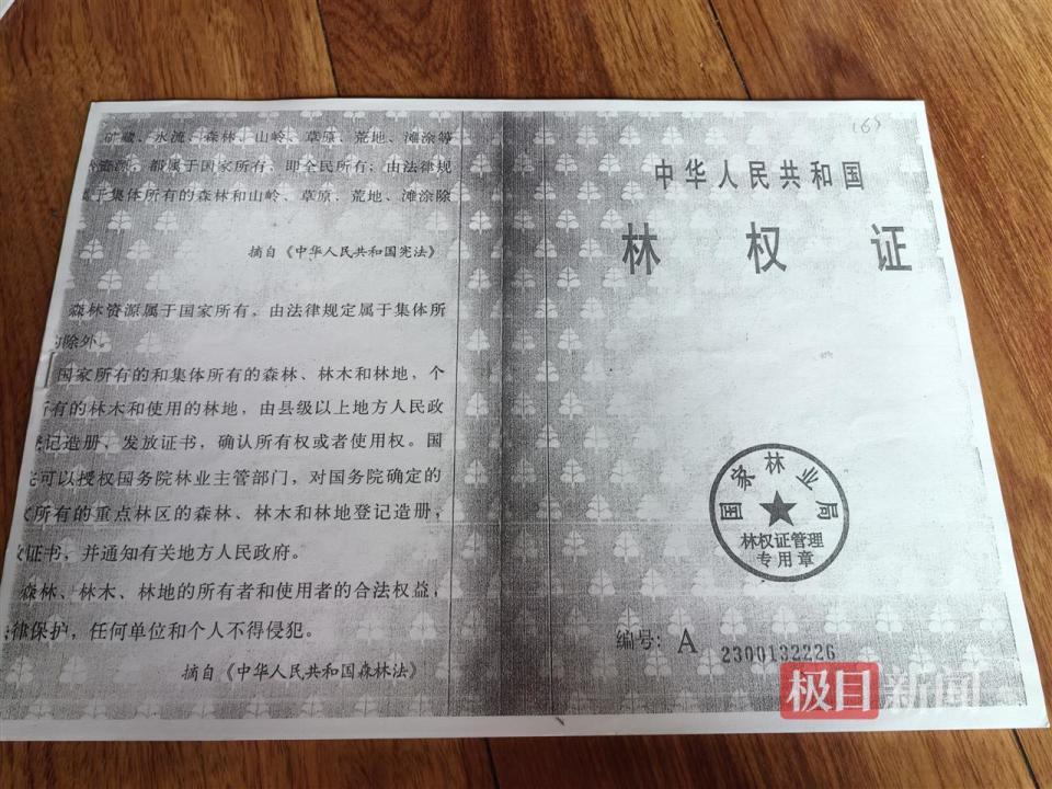 农户响应号召种树成材后被禁止采伐