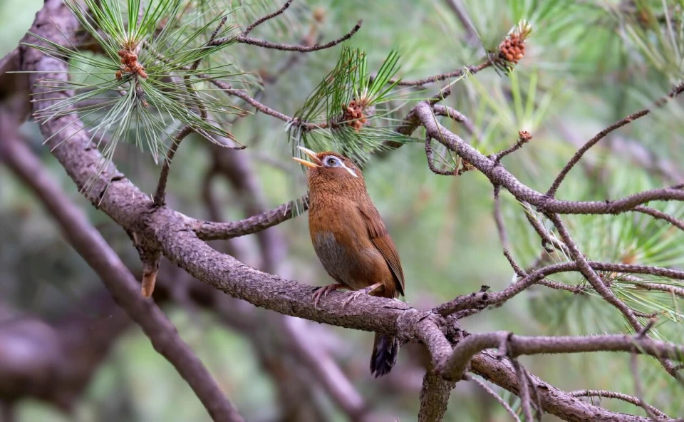 最高法提醒：这些鸟不能随意捕