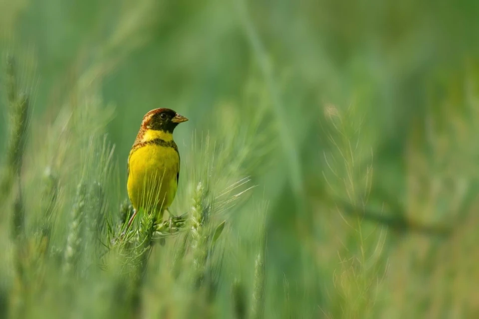 最高法提醒：这些鸟不能随意捕