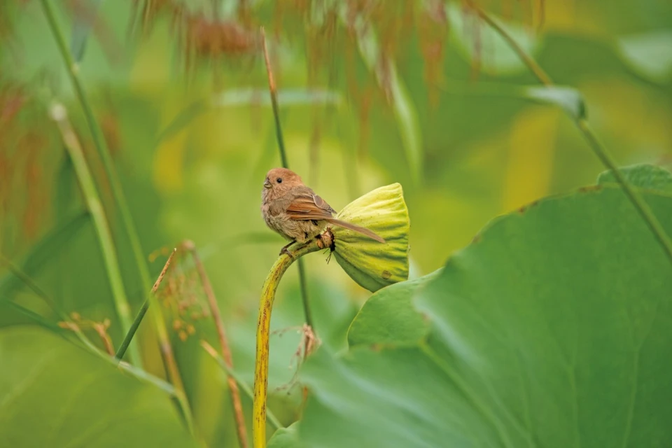 最高法提醒：这些鸟不能随意捕