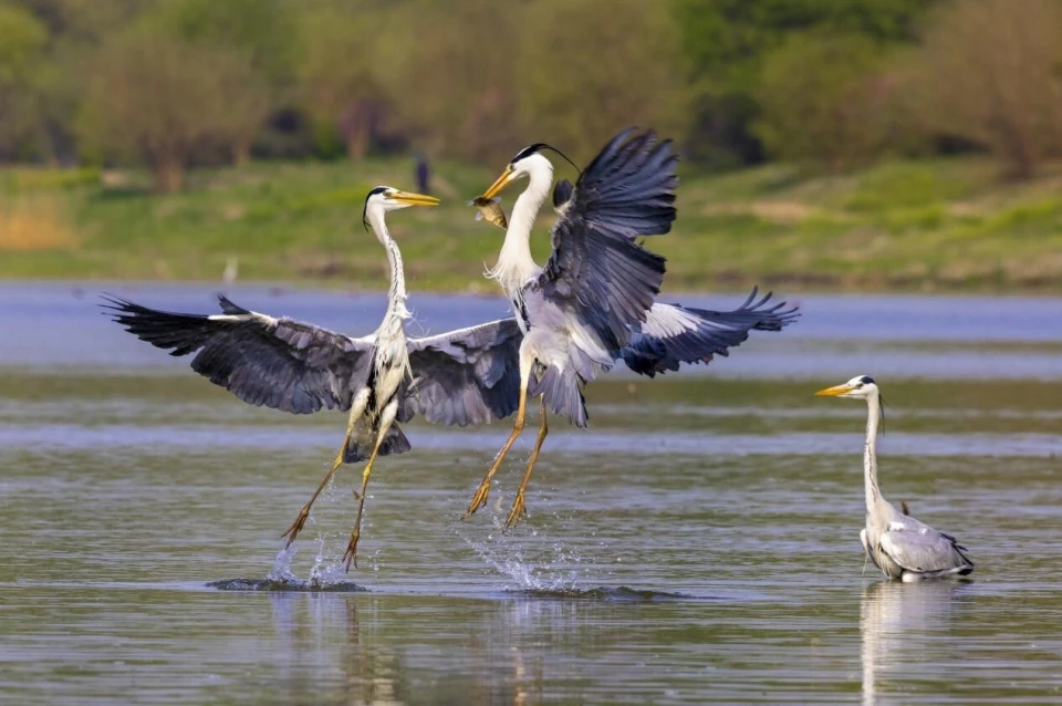 最高法提醒：这些鸟不能随意捕