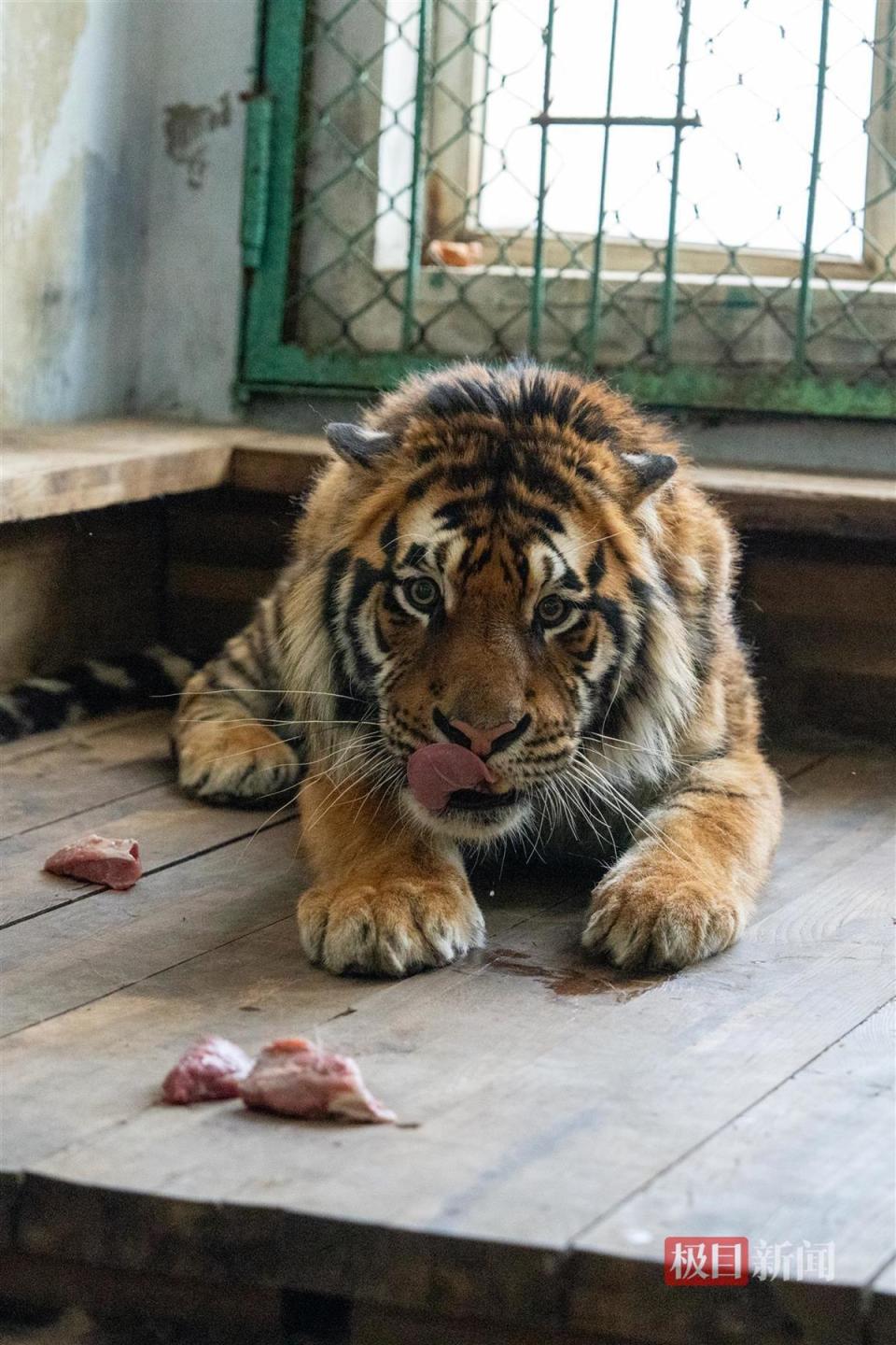 认养2年东北虎心衰死亡林草局回应