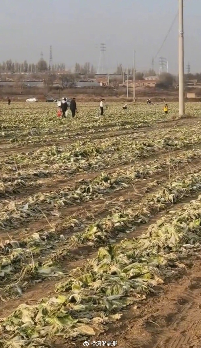 紅山晚報(bào)為“免費(fèi)白菜”假新聞致歉