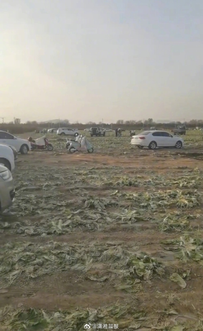 紅山晚報(bào)為“免費(fèi)白菜”假新聞致歉