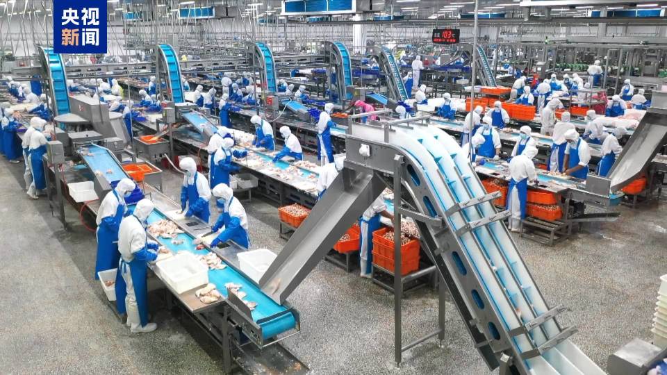 中国主导制定鸡屠宰有了国际标准