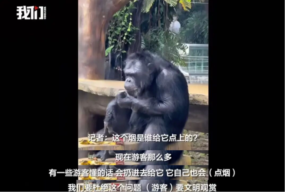 南宁动物园：网红黑猩猩正在戒烟