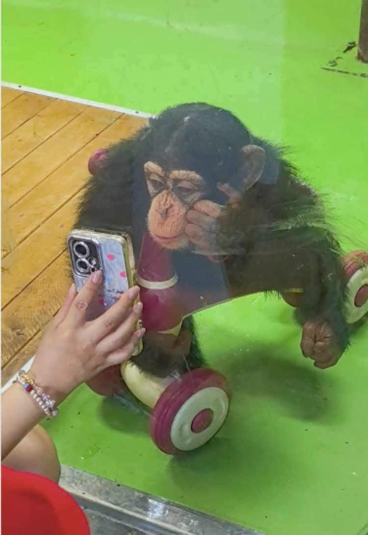 南宁动物园：网红黑猩猩正在戒烟