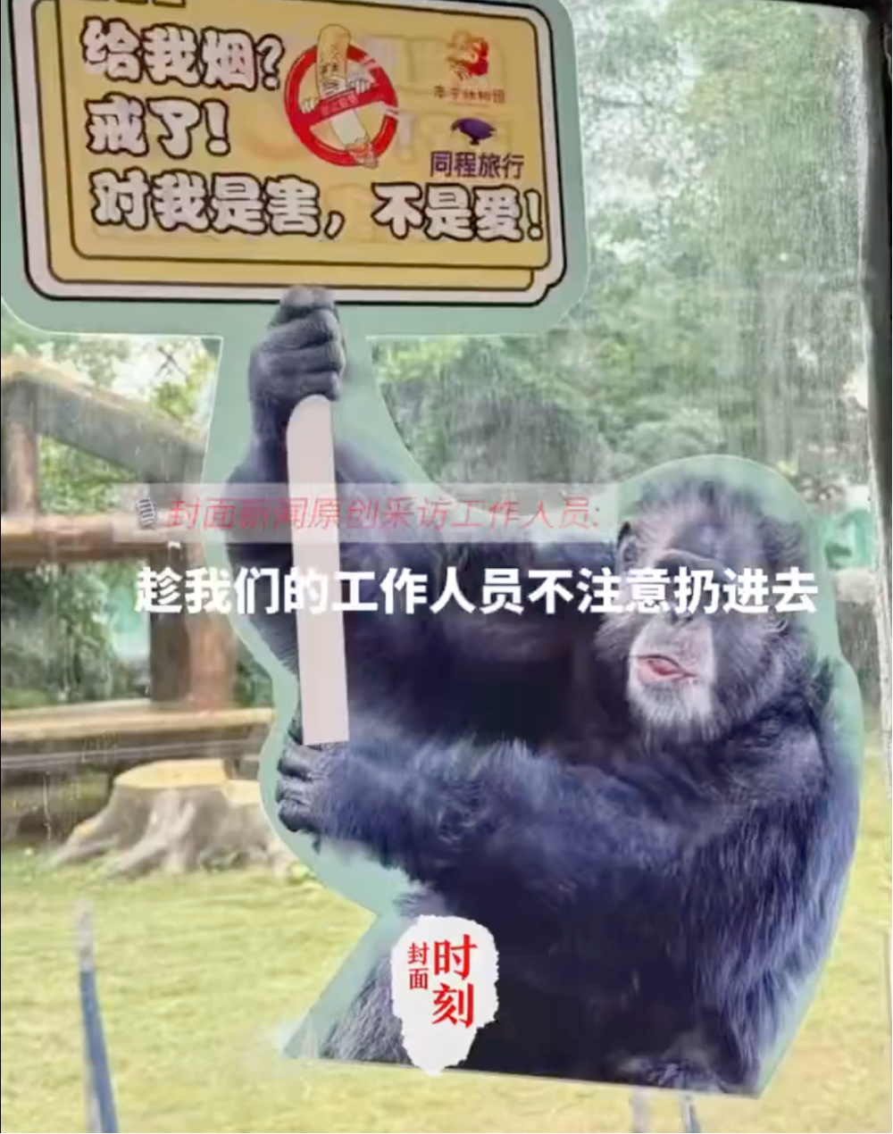 南宁动物园：网红黑猩猩正在戒烟