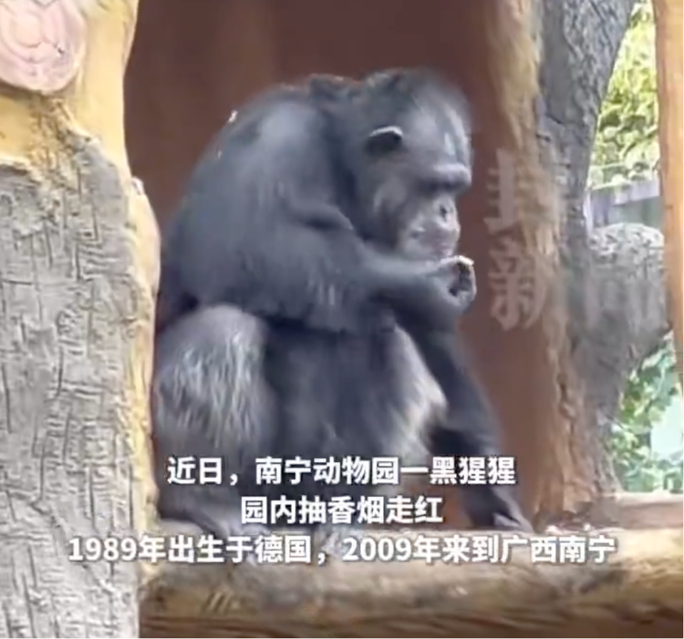 南宁动物园：网红黑猩猩正在戒烟