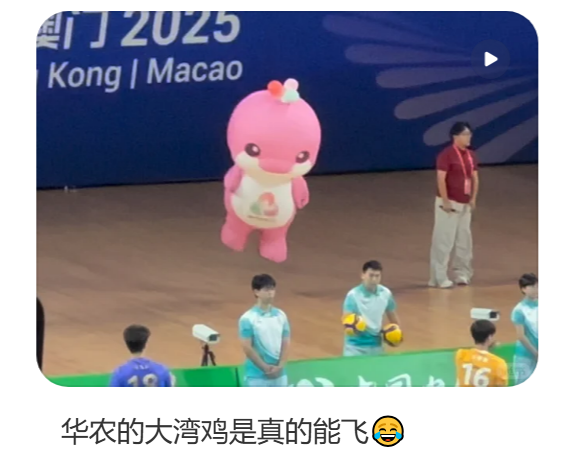 踩水的“大湾鸡”找到了