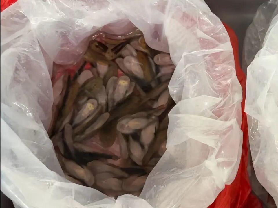 海關在一女子裙內查獲229條活魚