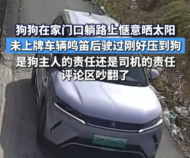 狗在路中間睡覺(jué)司機(jī)鳴笛無(wú)效后輾壓