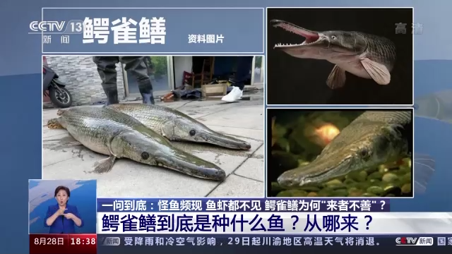 生活中看到这种黄色小花立即上报