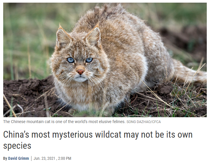 1200年前中国人撸的是豹猫