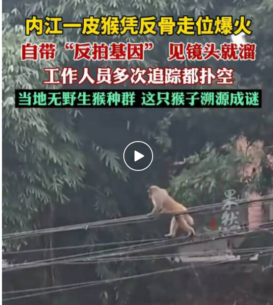 四川一猴子“跨区漫游”走红